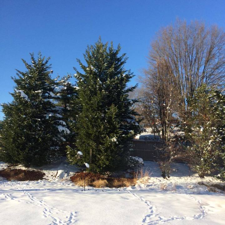 15943251_10154833364405138_385858912_o